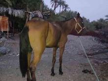 اسب مادیون آبستن 7ماه سواری عالی بسیار ترتمیز در شیپور
