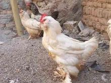 چهار عدد مرغ خروس در شیپور