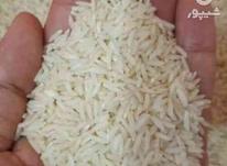 برنج طارم هاشمی ارگانیک وبوجاری در شیپور-عکس کوچک