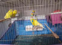 مرغ عشق باقفس وبدون قفس در شیپور-عکس کوچک