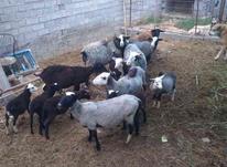 فروش چند راس گوسفند رومانف در شیپور-عکس کوچک