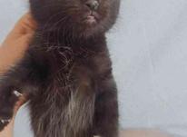 گربه اسکاتیش فولد سیاه در شیپور-عکس کوچک