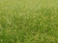 برنج عطری طارم هاشمی شمال درجه یک در شیپور-عکس کوچک