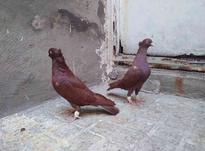 کبوتر سرخ کاکلی در شیپور-عکس کوچک