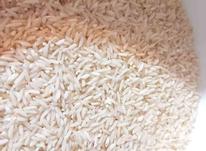 برنج طارم اصلی(سنگ طارم) در شیپور-عکس کوچک