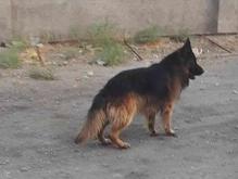 سگ یک جفت ژرمن نرو ماده موبلند در شیپور