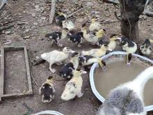 فروش اردک اسراعیلی در شیپور