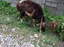گوسفندماده در شیپور-عکس کوچک