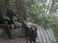 سگ شکاری پویینتر در شیپور-عکس کوچک