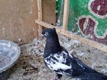 کبوتر سینه سیاه در شیپور
