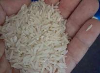 برنج طارم روشن درجه یک در شیپور-عکس کوچک