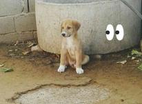 توله سگ سرابی در شیپور-عکس کوچک