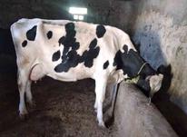 گاو شیری صنعتی بدون گوساله در شیپور-عکس کوچک
