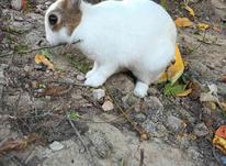 خرگوش نر ماده سرحال در شیپور-عکس کوچک