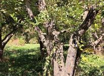چوب درخت سیب در شیپور-عکس کوچک