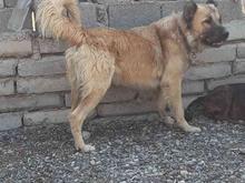 سگ سرابی پژدر عراقی افغان نگهبان در شیپور