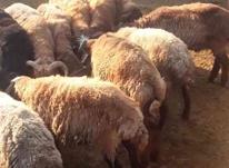 فروش گوسفند بره نروماده چاق در شیپور-عکس کوچک