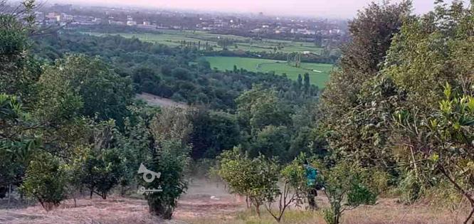 زمین باغ 1240 متر در قائمشهر جاده نظامی در گروه خرید و فروش املاک در مازندران در شیپور-عکس1