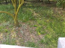 زمین 300متر چند قدمی بافت در ملاحاجی محله در شیپور