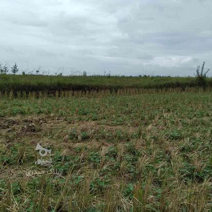 زمین کشاورزی 7000 متر در خشکبیجار در گروه خرید و فروش املاک در گیلان در شیپور-عکس1