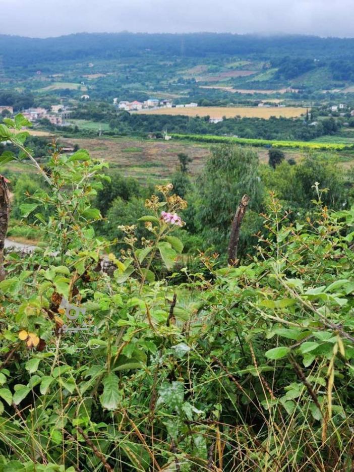 370 متر زمین منطقه کوهستانی شهری ساری وارد محله در گروه خرید و فروش املاک در مازندران در شیپور-عکس1