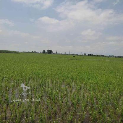 فروش زمین کشاورزی 18000 متر در تشبندان در گروه خرید و فروش املاک در مازندران در شیپور-عکس1