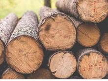 خرید انواع چوب و درخت در همه جایه طالقان در شیپور