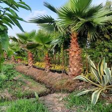 2374مترباغ مرکبات و گل درمنطقه(حسن سرا)رودسر