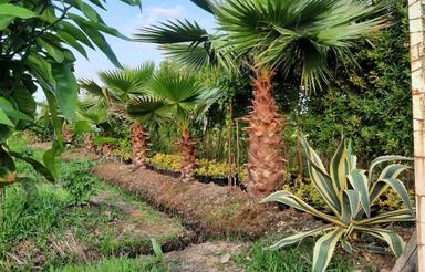 2374مترباغ مرکبات و گل درمنطقه رودسر