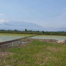 زمین 3,000 متری شالیزار حسن سرا رودسر