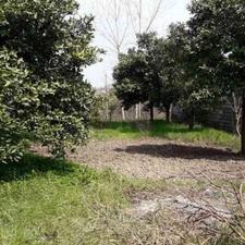 باغ 1,200 متری پرتقال و کیوی در حسن سرا رودسر