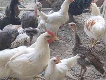 مرغ و خروس و بوقلمون در شیپور