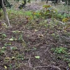 زمین مسکونی 700 متری در منطقه میان پشته رودسر