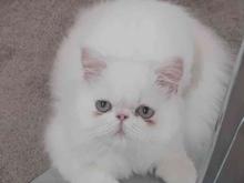 گربه پرشین سفید چشم آبی در شیپور
