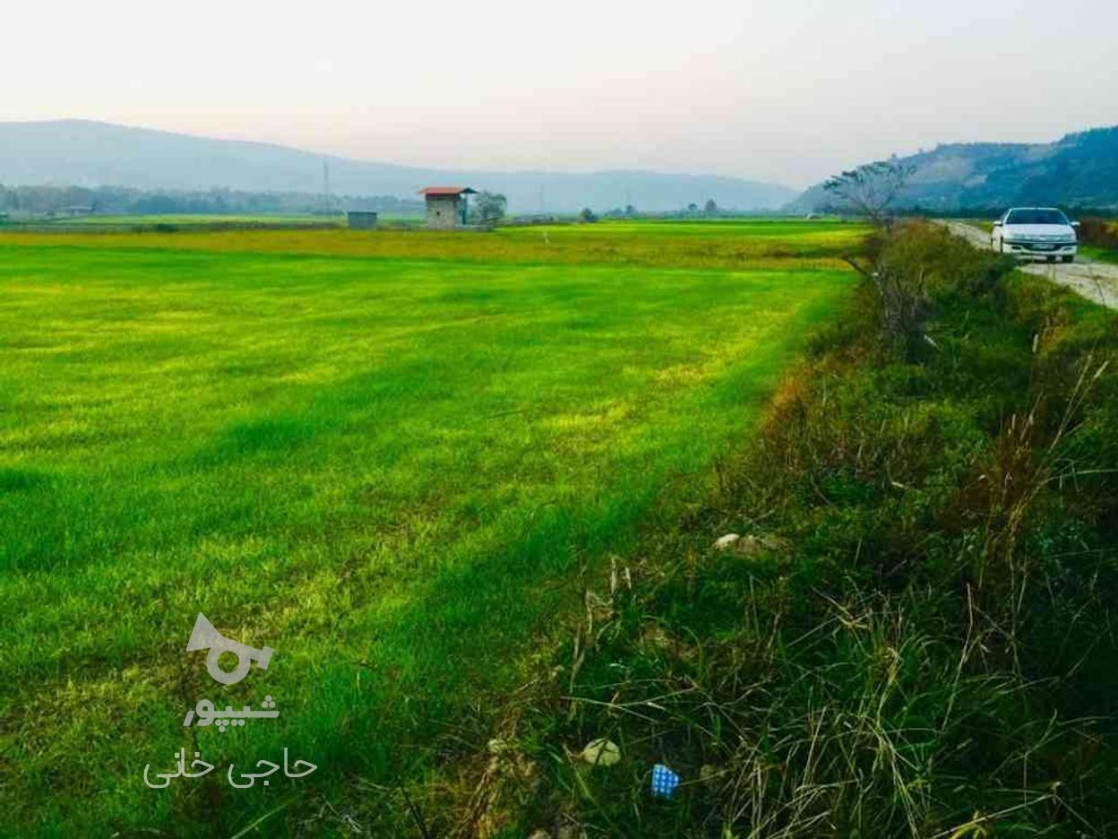 فروش زمین کشاورزی 3600 متر در تنگ لته در گروه خرید و فروش املاک در مازندران در شیپور-عکس1