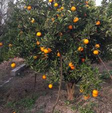 فروش زمین مسکونی 4000 متر در دشت سر