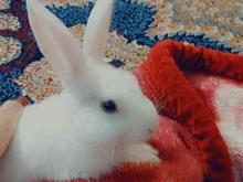 خرگوش کاملا سالم و ماده در شیپور
