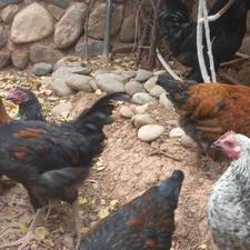 فروش مرغ محلی تخمی جوان در شیپور