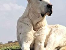 سگ سراب 2ساله در شیپور