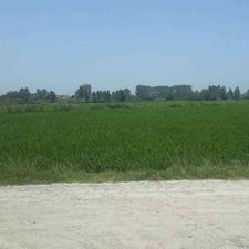 فروش زمین مسکونی 275 متر در پیشگون قابل معاوضه