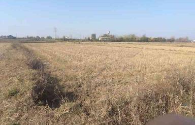 زمین کشاورزی 14000 متر در سالومحله