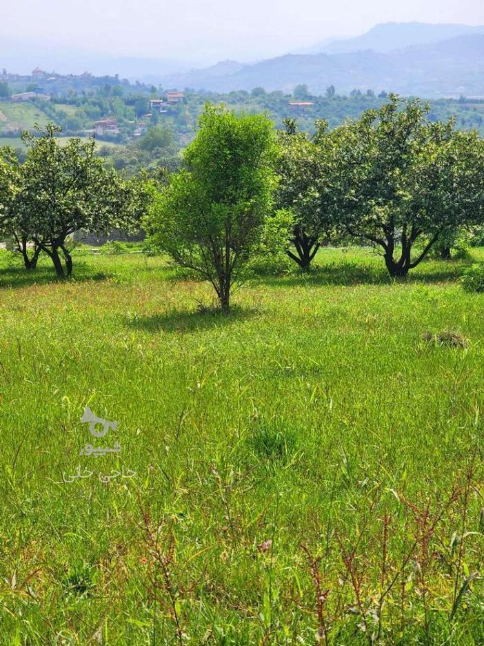 زمین 100 متری خوش قیمت پایین کولا در گروه خرید و فروش املاک در مازندران در شیپور-عکس1