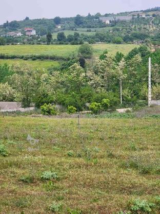 فروش زمین باغی 497 متر تنگ لته سانخیل در گروه خرید و فروش املاک در مازندران در شیپور-عکس1