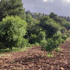 فروش زمین کشاورزی 200 متر در تنگ لته
