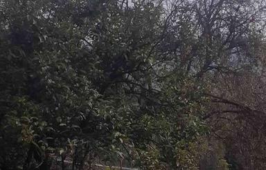 فروش زمین کشاورزی 800 متر در تنگ لته