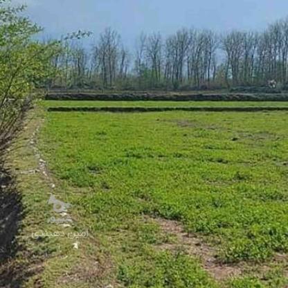 فروش 1500 متر زمین کشاورزی در امیرآباد در گروه خرید و فروش املاک در مازندران در شیپور-عکس1