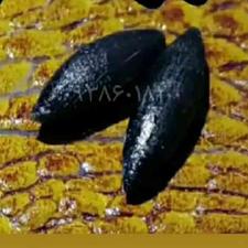 مهره مار اصل هندی باضمانت