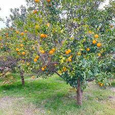 فروش زمین کشاورزی 300 متر در جاده بابل-بهنمیر