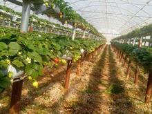 فروش گلخانه توت فرنگی مساحت 5500متر بین زعفرانیه و کوروش در شیپور