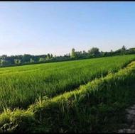 زمین کشاورزی سنتی 7500متر در(خمام/چوکام)